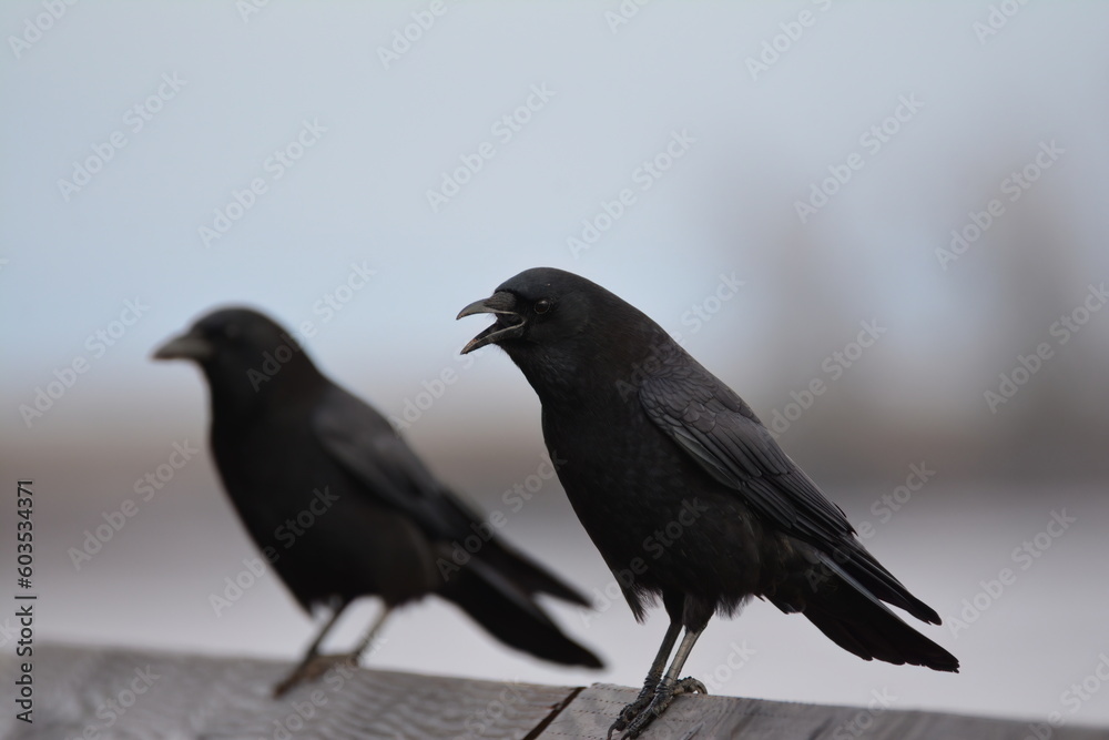 American Crow perched American Crow perched