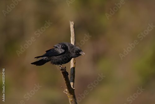 Crow cawing on a tree branch