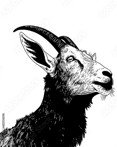 portrait of a goat