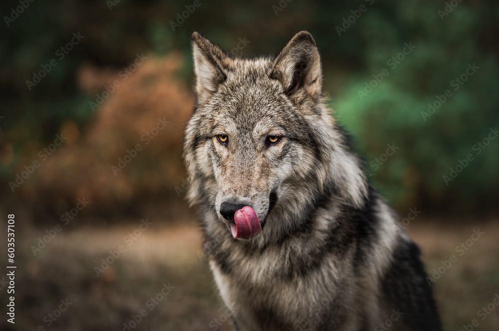 Hungry Wolfdog