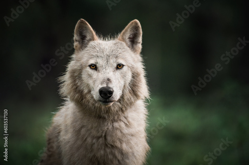 White Wolfdog in the Green Forest