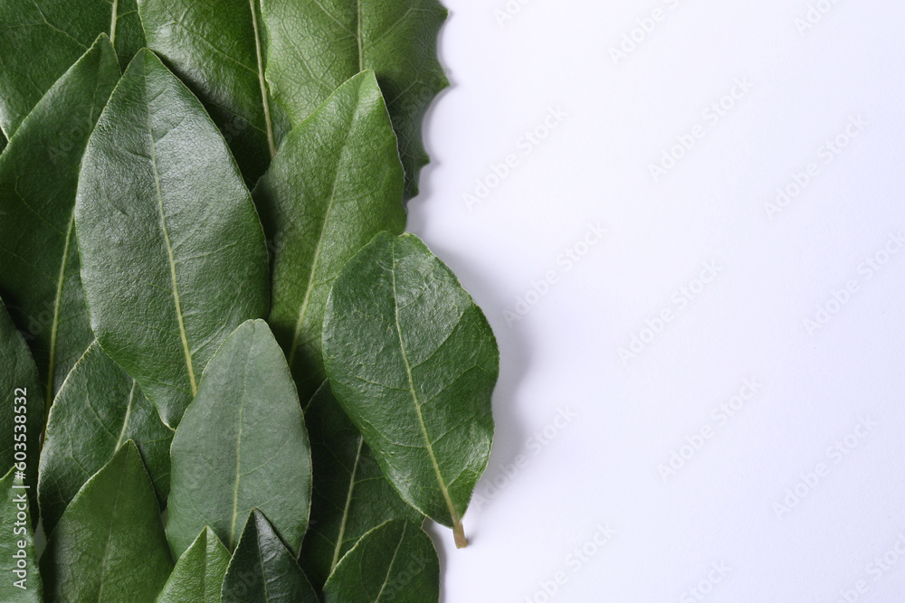 Many fresh bay leaves on white background, flat lay. Space for text Many fresh bay leaves on white background, flat lay. Space for text