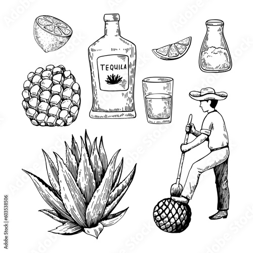 Hand drawn illustration in engraving style. Tequila bottle, agave plant and root, shot glass and ingredients. Vector black and white sketch.