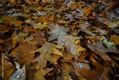 A Great Big Pile of Leaves