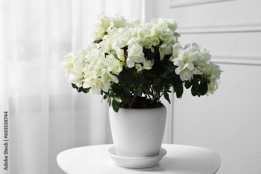 Beautiful azalea flowers in pot on white table indoors