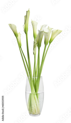 Beautiful calla lily flowers in vase on white background