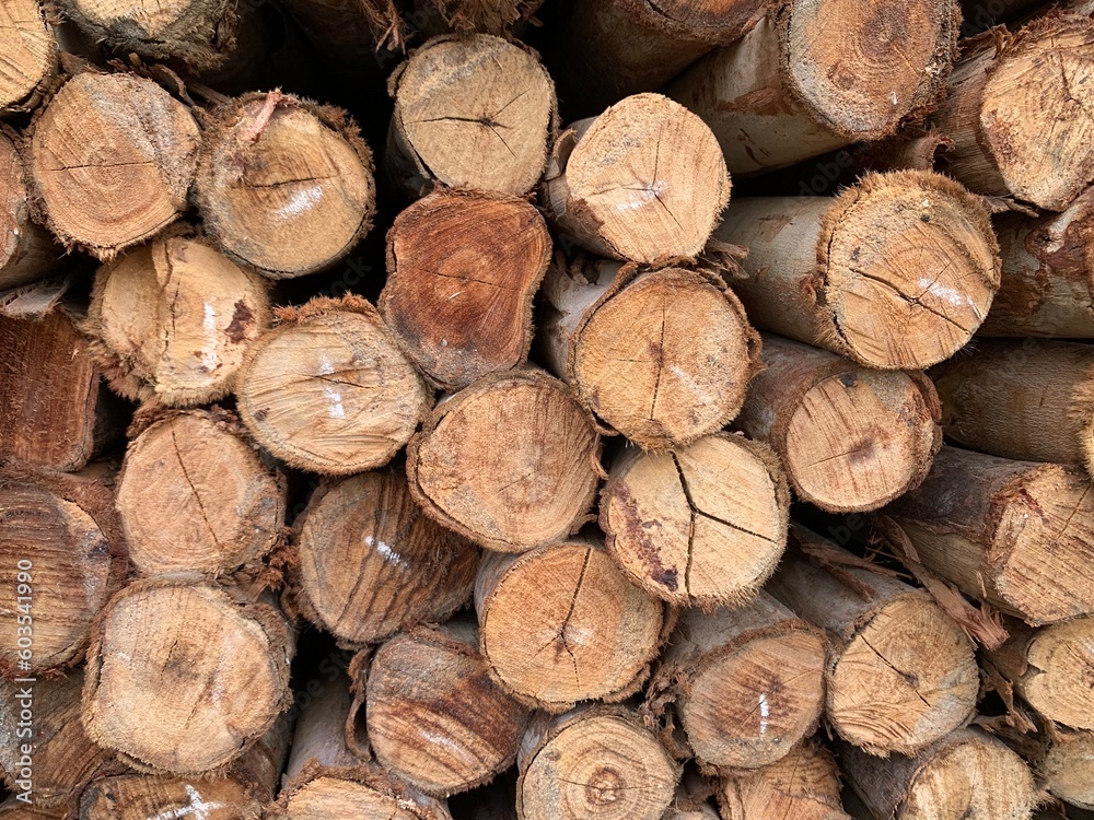 A horizontal image of tree truck background A horizontal image of tree truck background