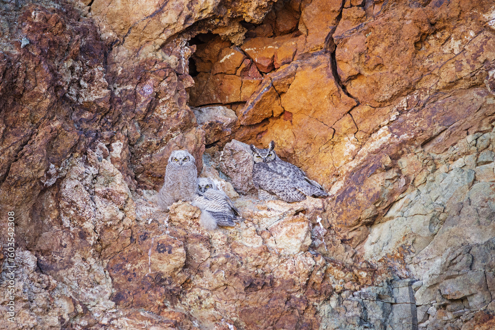 Great Horned Owl Chicks And Adult On A Cliff Face