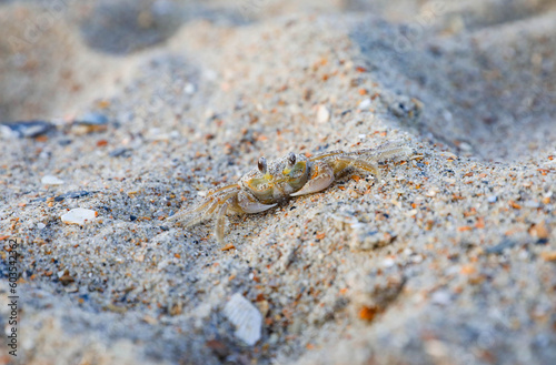 Sand crab on the beach in the Outer Banks, North Carolina