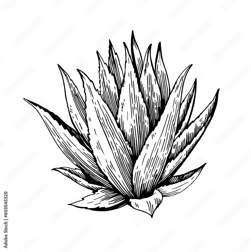 Agave plant. Vector black and white sketch. Stock Vector | Adobe Stock