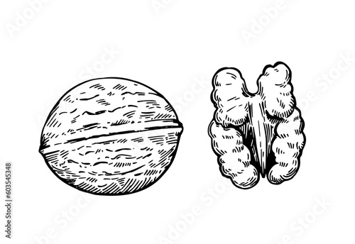 Walnut. Black and white sketch illustration in engraving style.