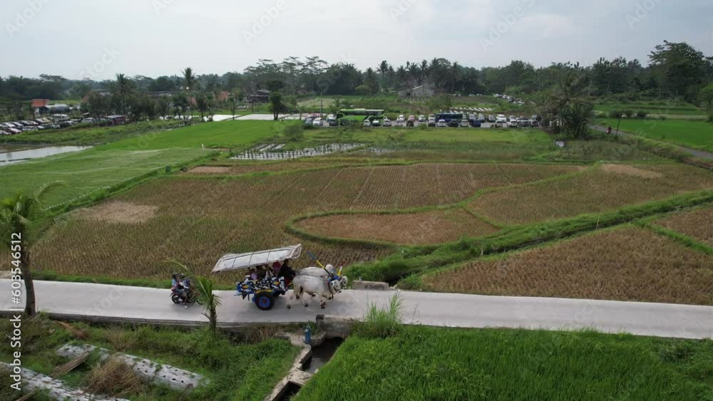 The cow cart is a traditional transportation in Jogja, with views of the rice fields in Sleman The cow cart is a traditional transportation in Jogja, with views of the rice fields in Sleman