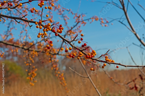 Colorful Berries in the Autumn Forest