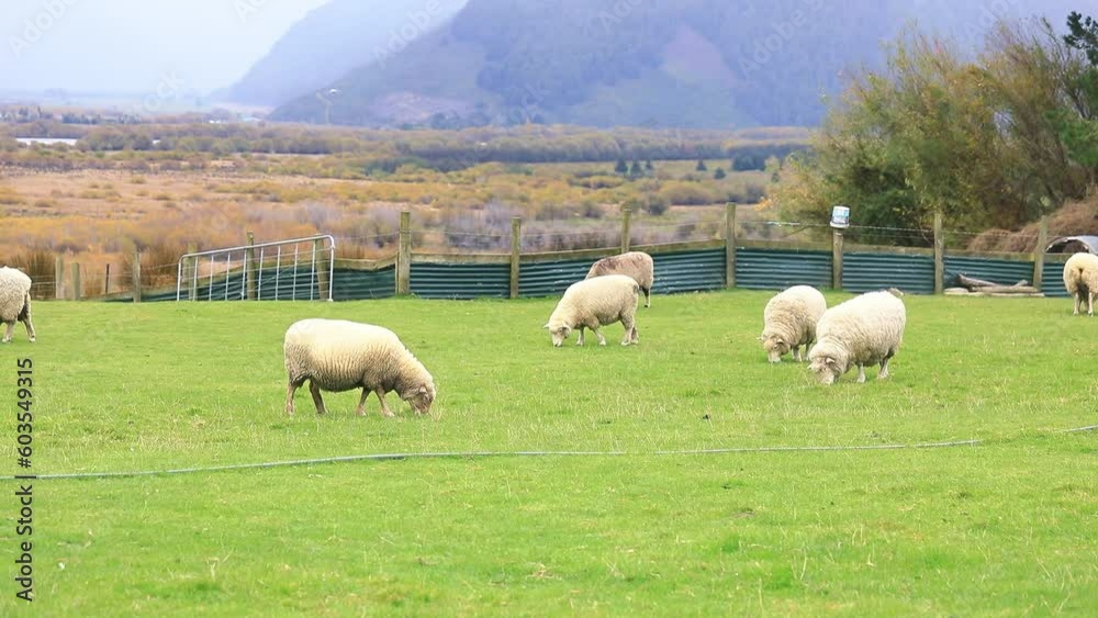 Sheep graze outdoors in New Zealand. Small cattle, animal husbandry. Sheep graze outdoors in New Zealand. Small cattle, animal husbandry.