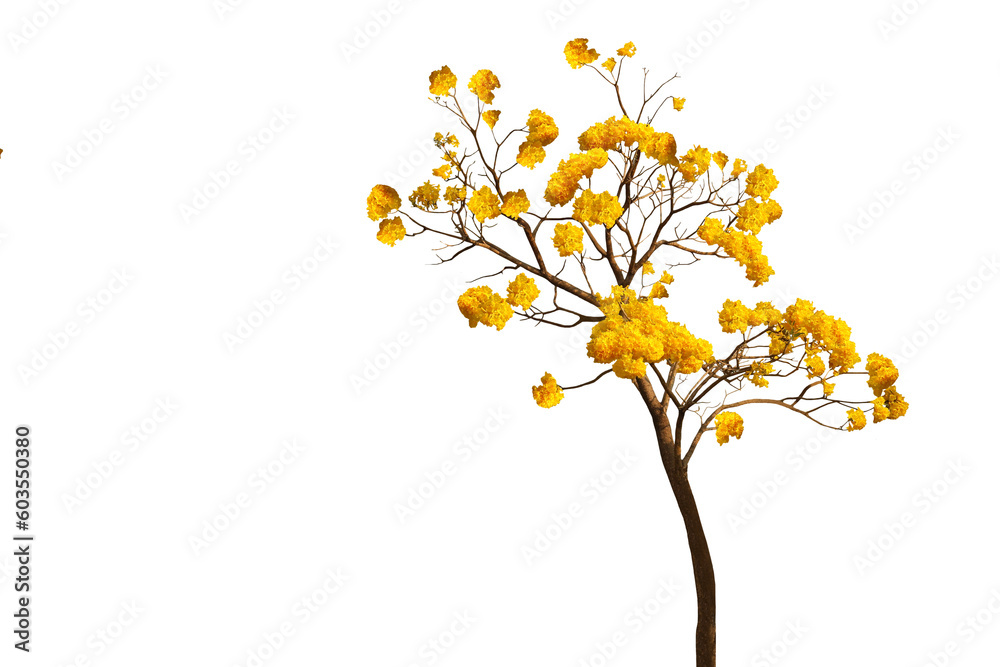 Isolated image of a blooming yellow flowering plant on a png file at transparent background.