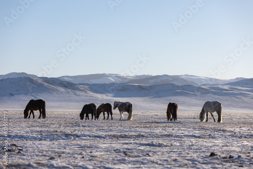 horses eating the grass covered with ice on the snow with mountain range at Mongolia.Farming independently.