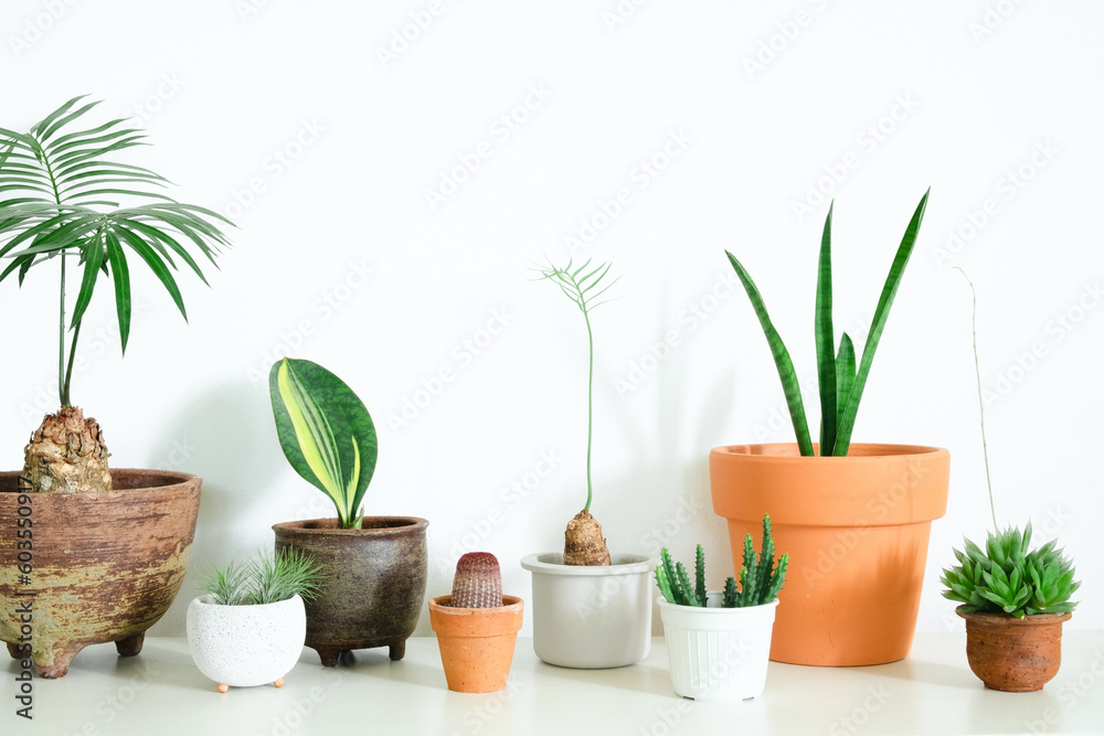 plants for home decoration