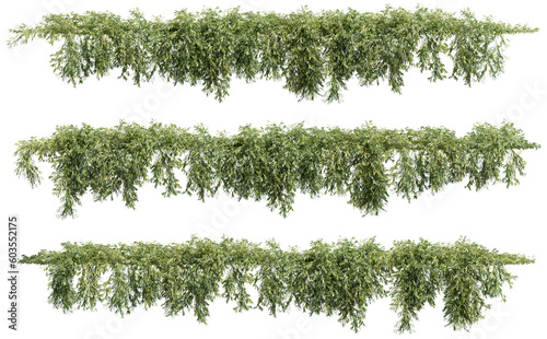 Creeper plant, climber plant 3D rendering with transparent background, for illustration, digital composition, architecture visualization