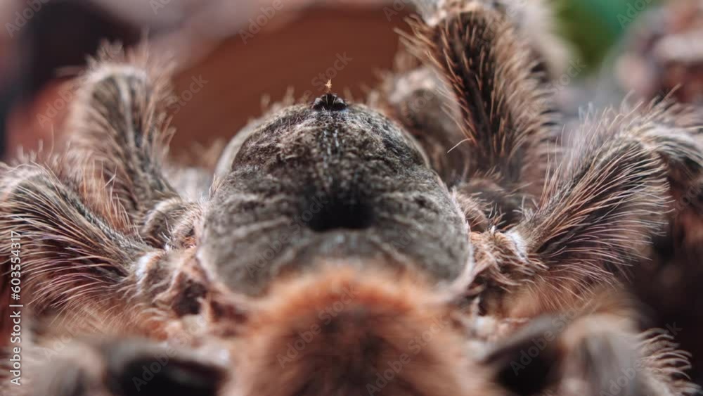 Macro shot of top of brown hairy tarantula spider. Static view Macro shot of top of brown hairy tarantula spider. Static view