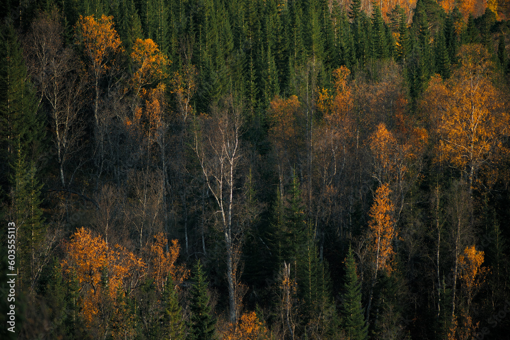autumn woodland landscape in arctic northern norway with one dead birch tree autumn woodland landscape in arctic northern norway with one dead birch tree