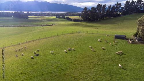 Aerial (drone) photo of sheep farm in Te Anau, South Island, New Zealand