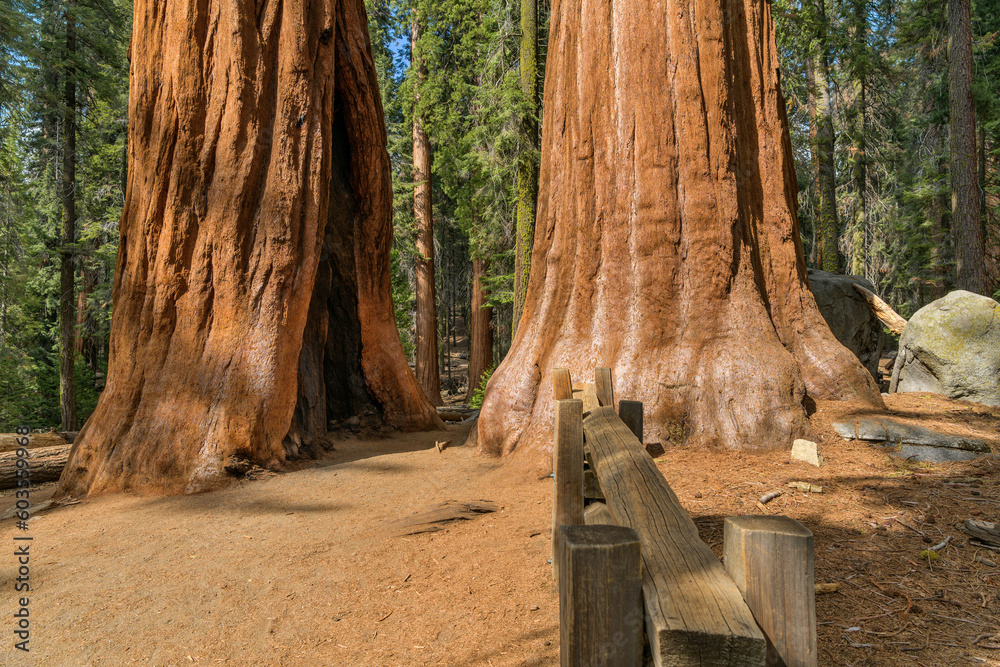 Obraz premium Tough Twins - A closeup Spring evening view of Tough Twins, two Giant Sequoia trees with some big fire scars, standing right next to each another on Congress Trail of Sequoia National Park, CA, USA.