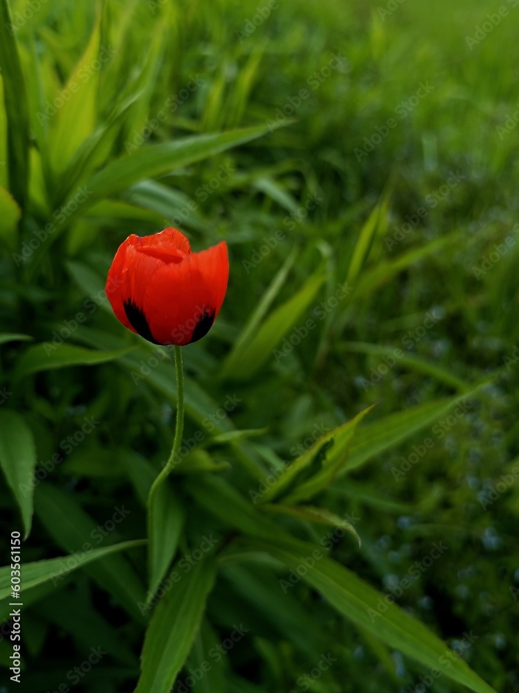 red poppy flower red poppy flower