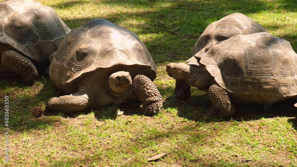 Giant Galapagos tortoise Chelonoidis nigra moving on green grass. Big old turtle Ancient