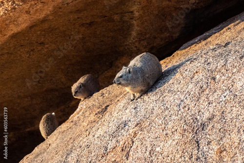 The Hyrax, or Dassie -Procavia capensis- is the evolutionary nearest relative of the elephant. Seen here climbing on the rocks near Spitzkoppe, Namibia.