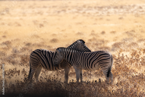 Telephoto shot of two Burchell s Plains zebras -Equus quagga burchelli- standing together heads crossed on the plains of Etosha National Park  Namibia.