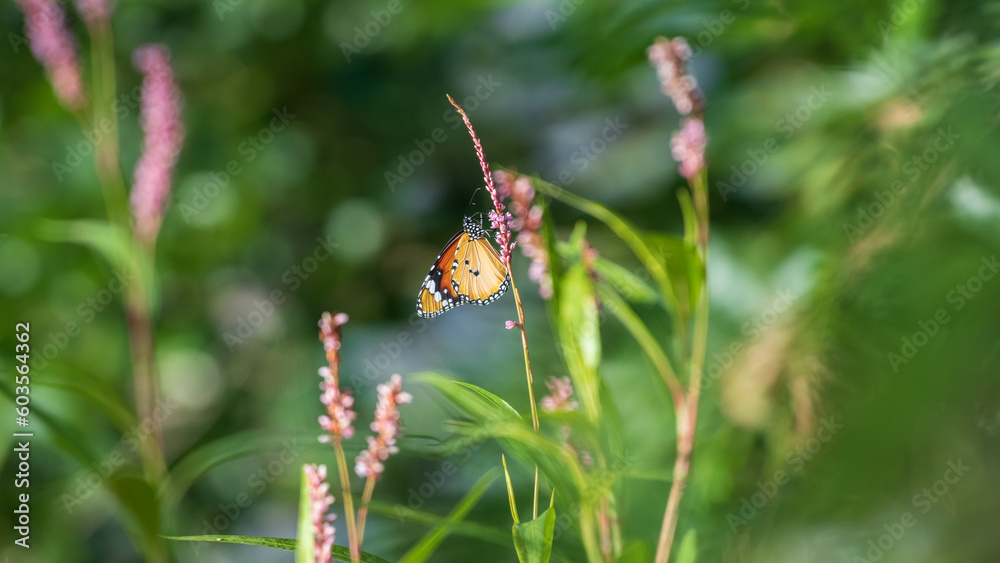 Beautiful Plain tiger butterfly wing side view, butterfly drinking nectar from small wild flowers. Beautiful Plain tiger butterfly wing side view, butterfly drinking nectar from small wild flowers.
