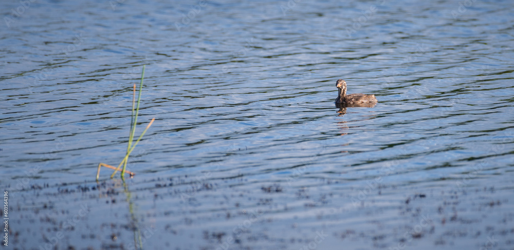 Little grebe chick floats in the lake, waiting for his mother to resurface. Little grebe chick floats in the lake, waiting for his mother to resurface.
