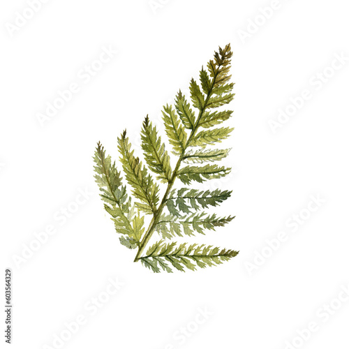 watercolor drawing green fern leaf isolated at white background, natural element, hand drawn botanical illustration © cat_arch_angel