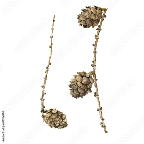 watercolor drawing larch branches with cones isolated at white background, natural elements, hand drawn botanical illustration