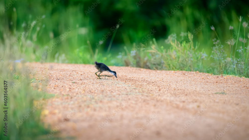 Obraz premium Cute White-breasted Waterhen chick pecking the ground, lonely and surrounded by tall grass.