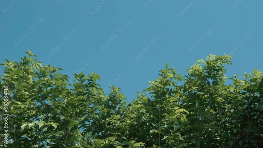 Tree blowing in the wind. The freshness of the summer breeze and the branches swaying against the bright sunny blue sky. Natural background.