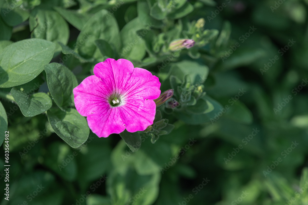 Petunia in full bloom in a flower bed. purple petals