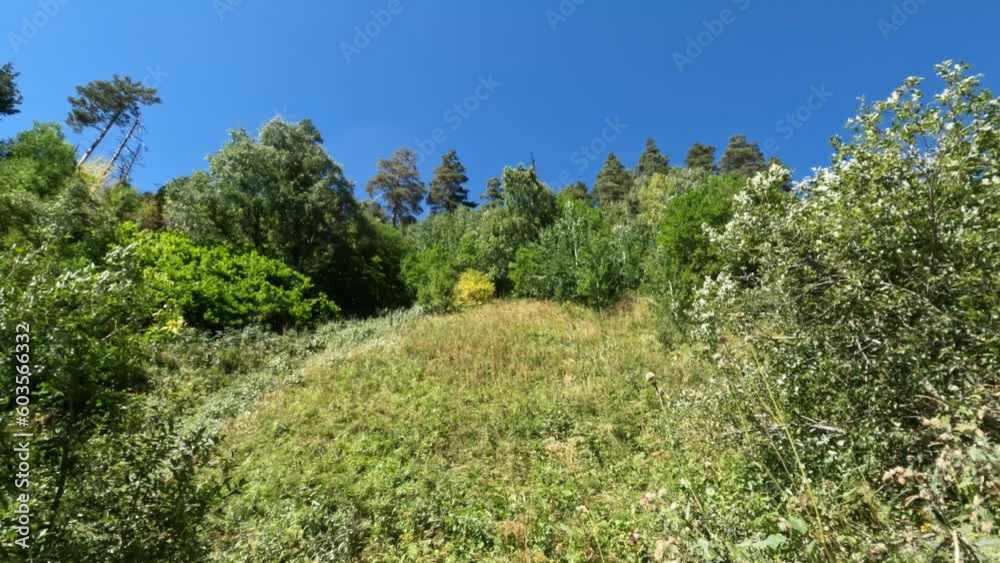 pine and mixed woods green frondage mountain view - touristic tourism