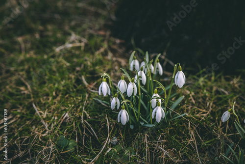 Cluster of delicate snowdrops blooms against a dark and moody background, creating a striking contrast that emphasizes the beauty and fragility of the flowers