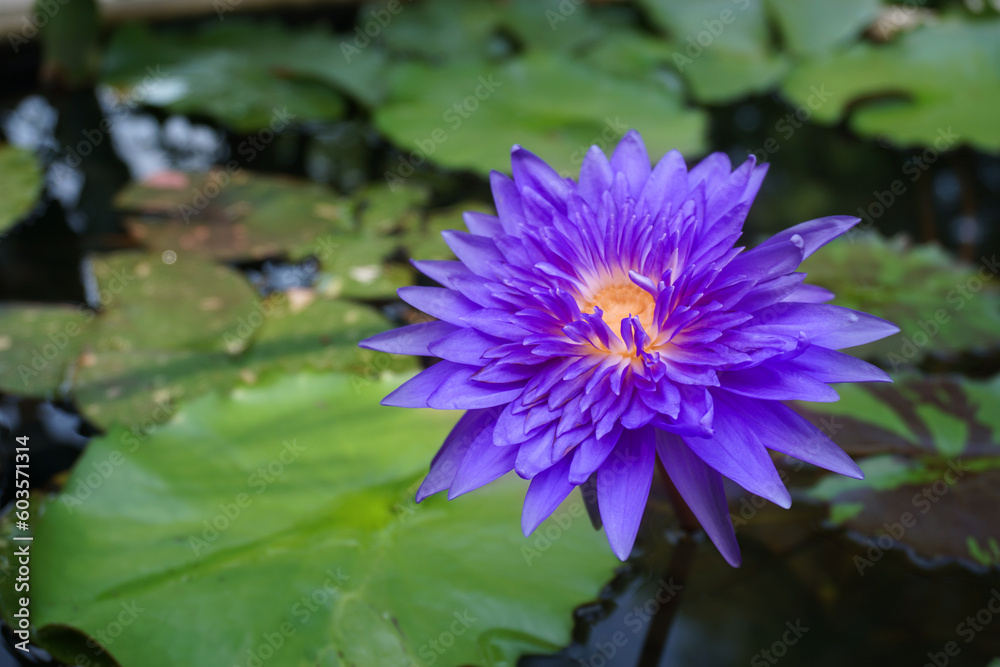 Violet lotus blooming in the pond Violet lotus blooming in the pond