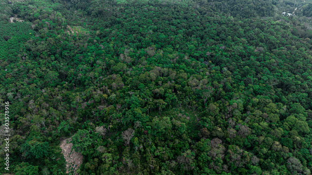 Aerial view of the green forest against the land. Demonstrates the concept of preserving the ecosystem and nature, air pollution and saving the planet. Aerial view of the green forest against the land. Demonstrates the concept of preserving the ecosystem and nature, air pollution and saving the planet.