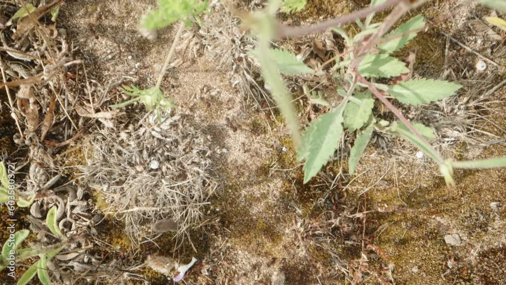 From a top view, the camera flies through the grass, tracking the ants as they carry dry material along a pathway to their anthill. The macro dolly From a top view, the camera flies through the grass, tracking the ants as they carry dry material along a pathway to their anthill. The macro dolly