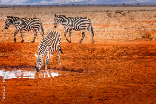 Zebras at a water hole in the Tsavo East National Park, Kenya