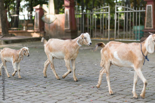 a herd of goats walking neatly together