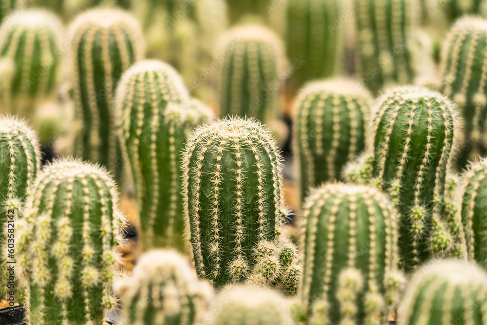 Many Cactus in small pot background Many Cactus in small pot background