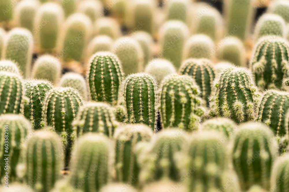 Many Cactus in small pot background Many Cactus in small pot background