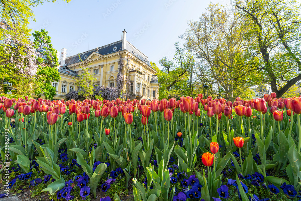 Obraz na płótnie colorful tulips in a city center park in Sofia, Bulgaria. w salonie