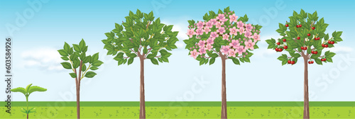 Cherry Tree Growth Stages Vector Design