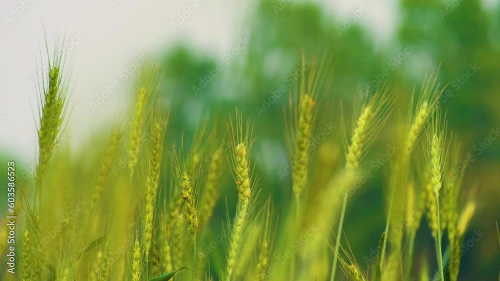Close up, Green wheat in a field sway gently in the morning sunlight. Close up, Green wheat in a field sway gently in the morning sunlight.