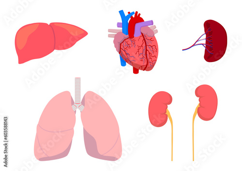 人間の主要な臓器の肝臓と心臓と脾臓と肺と腎臓